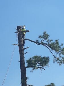 Arborist at top of tree removing limbs Arborist at top of tree removing limbs