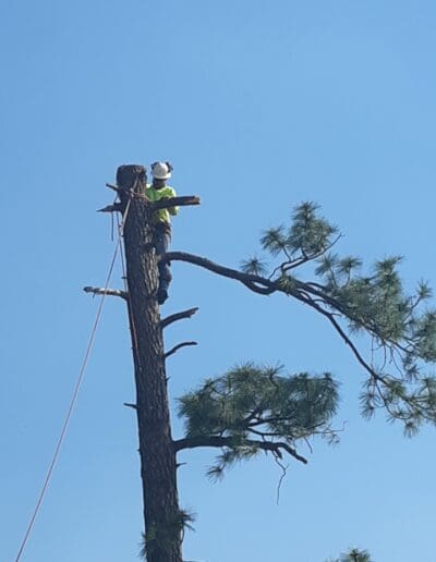 Arborist at top of tree removing limbs