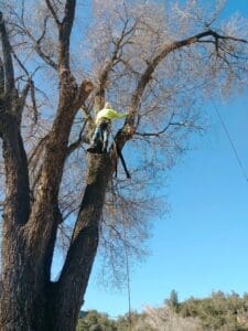 Arborist in large tree Arborist removing limbs from large tree