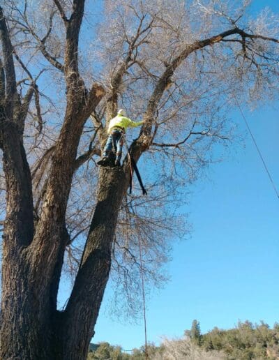 Arborist removing limbs from large tree