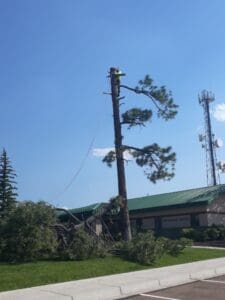 Arborist removing limbs from large tree Arborist removing limbs from large tree