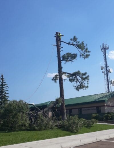 Arborist removing limbs from large tree