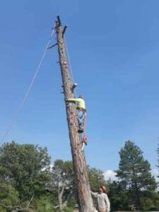 Climbing down tree after limb removal Climbing down tree after limb removal