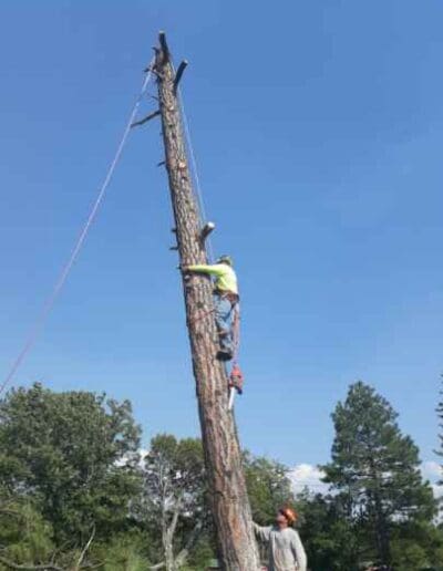 Climbing down tree after limb removal