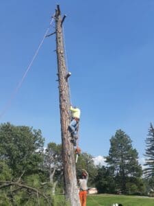 Climbing down tree trunk after removing top Climbing down tree trunk after removing top