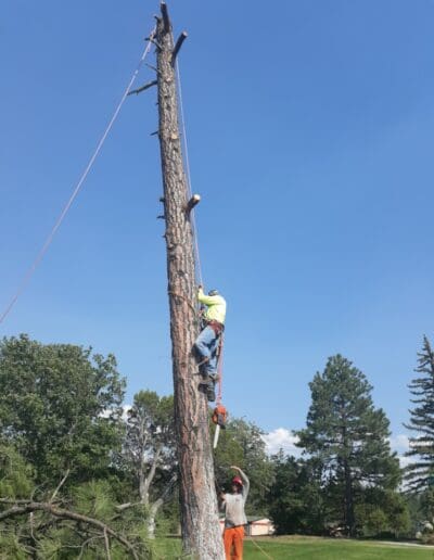 Climbing down tree trunk after removing top