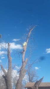 Climbing large tree during removal Climbing large tree during removal