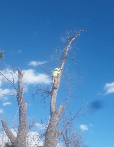 Climbing large tree during removal