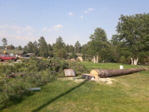 Felled Tree in grassy area Felled Tree in grassy area