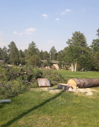 Felled Tree in grassy area