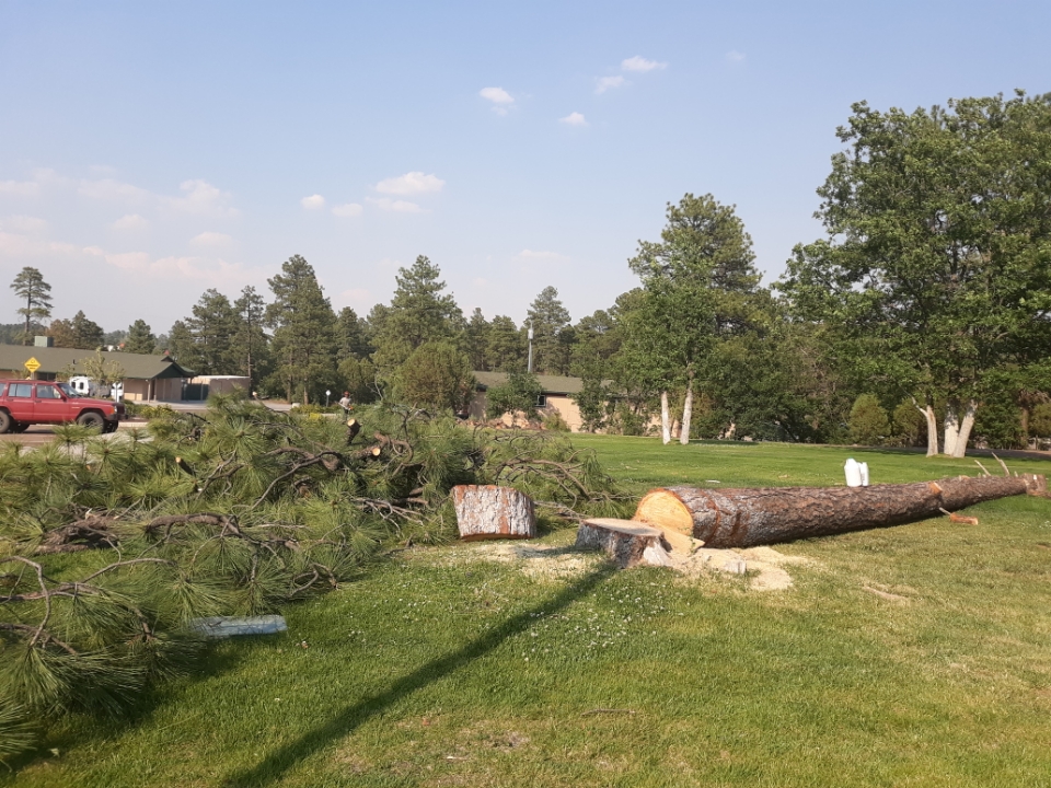 Felled Tree in grassy area Felled Tree in grassy area