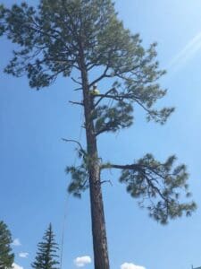 In tree removing large tree limbs In tree removing large tree limbs