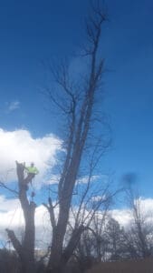 Large Tree Removal Large Tree Removal