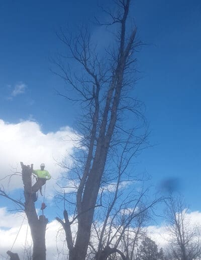 Large Tree Removal