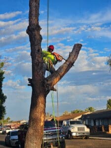 Man in a tree using saw to trim Man in a tree using saw to trim