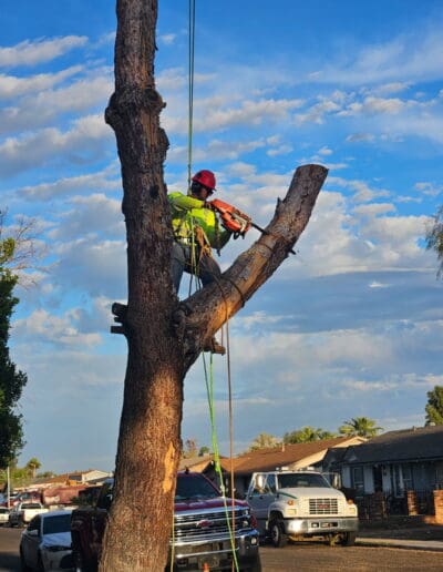 Man in a tree using saw to trim
