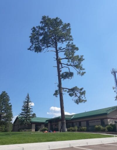 Man in tree removing limbs