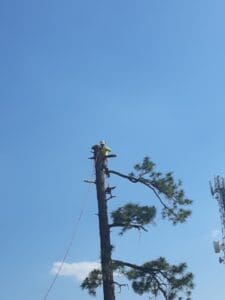 Man in tree removing top and limbs Man in tree removing top and limbs
