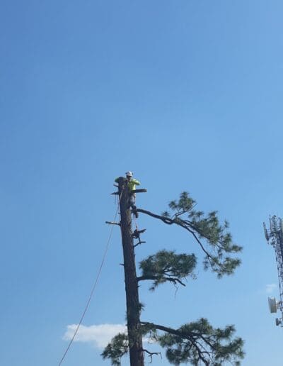 Man in tree removing top and limbs