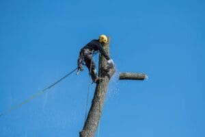 Removing tree branch at the top of tall tree Removing tree branch at the top of tall tree