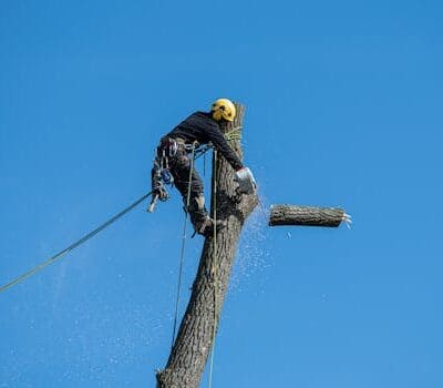 Removing tree branch at the top of tall tree