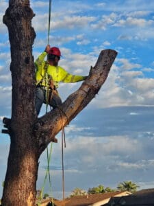 Tree Trimming Tree Trimming