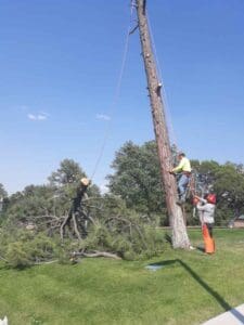 Tree top after being removed Tree top after being removed