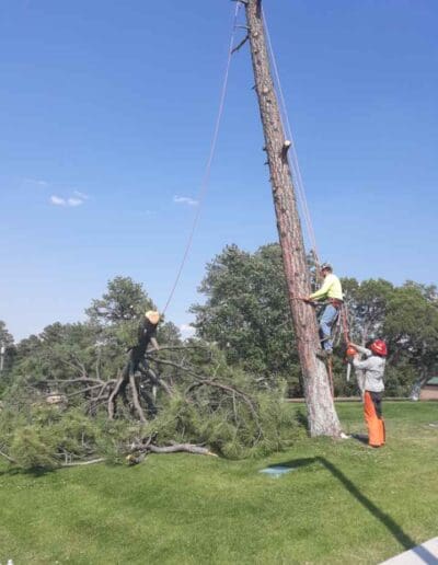 Tree top after being removed
