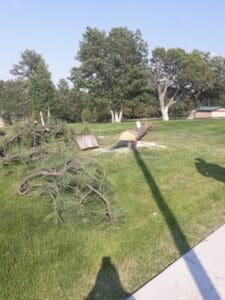 Tree trunk and branchs on grass after tree was cut down Tree trunk and branchs on grass after tree was cut down