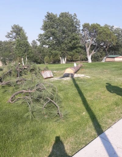 Tree trunk and branchs on grass after tree was cut down