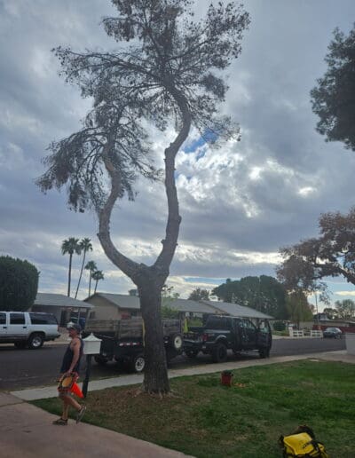Tree with truck in background
