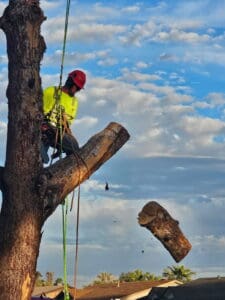 Trimming branches off a tall tree Trimming branches off a tall tree