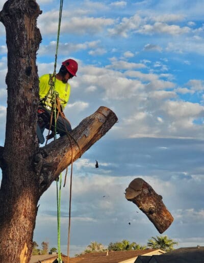 Trimming branches off a tall tree